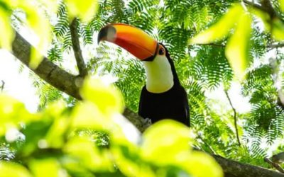 Paraguay y la exploración de oportunidades en las finanzas del carbono