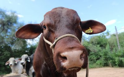Julio se ubica como el principal mes de faena bovina​