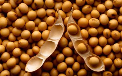 USDA reduce proyección de producción mundial de soja en 3,5 millones de toneladas​