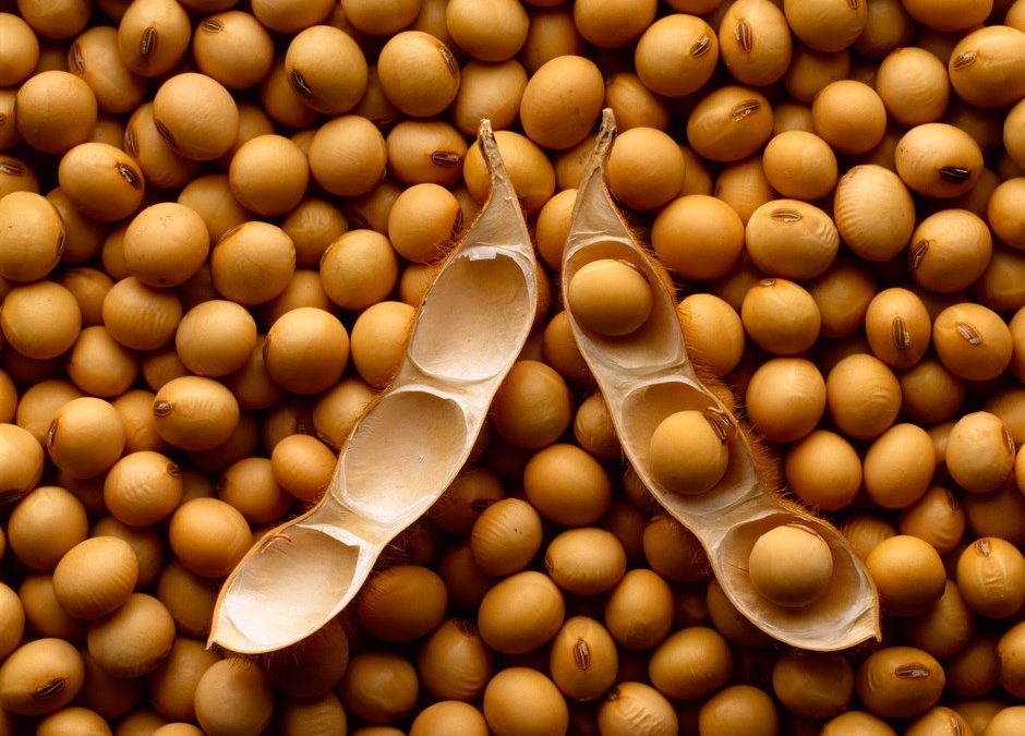 USDA reduce proyección de producción mundial de soja en 3,5 millones de toneladas​