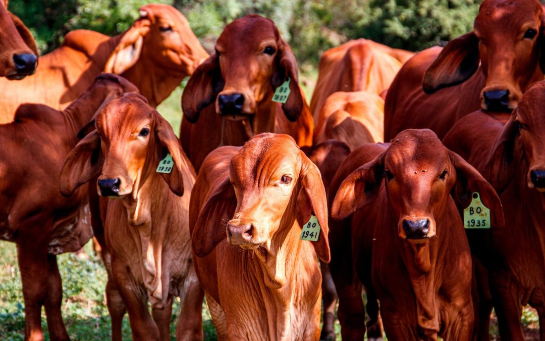 Nivel de faena de bovinos acumulado a agosto creció interanualmente