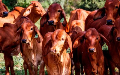 Nivel de faena de bovinos acumulado a agosto creció interanualmente