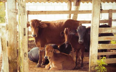 Se suspende temporalmente la exportación de carne bovina a los EE.UU.