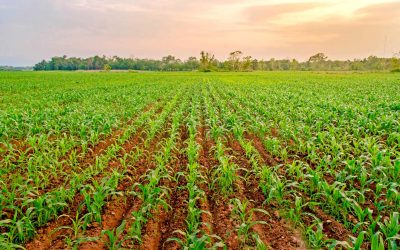 Productos para la agricultura inciden en baja del índice de precios al productor