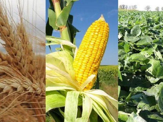 campo-trigo-maiz-sojajpg