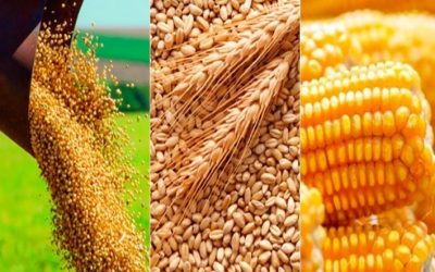 Oferta y  demanda de commodities agrícolas de la región fueron actualizadas