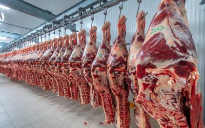 Faenamiento bovino mantiene buena dinámica al quinto mes​