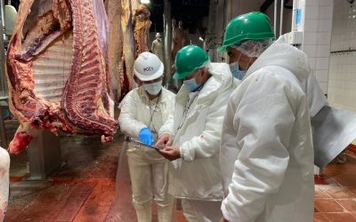 Mayor volumen y mejores precios impulsan las exportaciones de carne bovina​