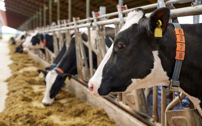 Agosto es el mes con más faenas en el año, aunque el acumulado sigue siendo menor