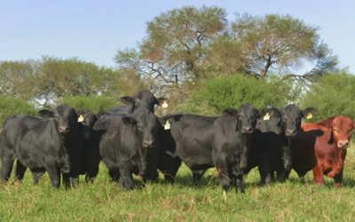 La ganadería sostiene su crecimiento y destaca resiliencia ante adversidades del campo