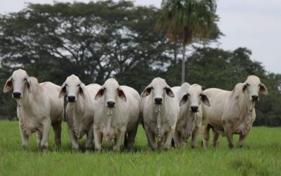 Parte del ganado bovino corre riesgo por incendios forestales