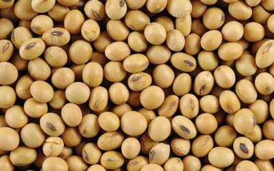 Inundaciones en Brasil presionan al alza momentánea del precio de la soja