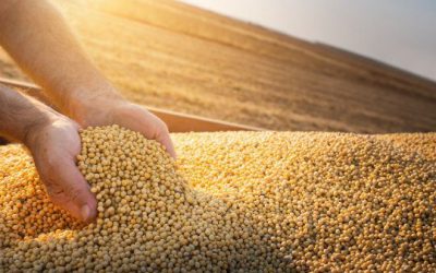 USDA ajustó su estimación de producción mundial de trigo y maíz