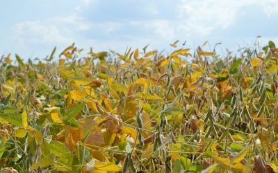 FAO advierte riesgos del fenómeno el NIÑO en la región para el 2024