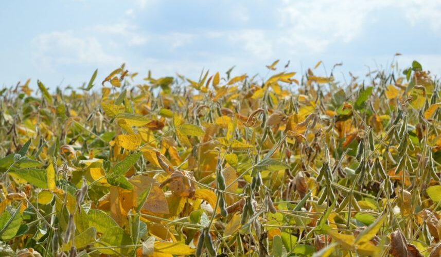 sequia-market-data-11-1