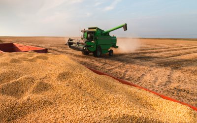 USDA estima incremento en la oferta mundial de soja y maíz