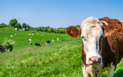 Abril se ubica como el mejor mes en términos de faena de bovinos