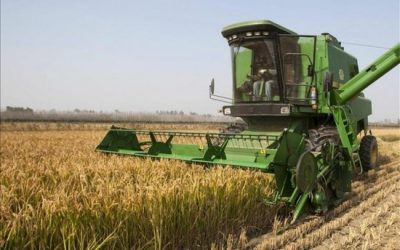 Ajustes en la producción agrícola de Sudamérica y tendencias en importaciones globales