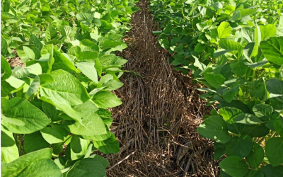 Déficit hídrico afecta la producción agrícola en la campaña de soja 2024