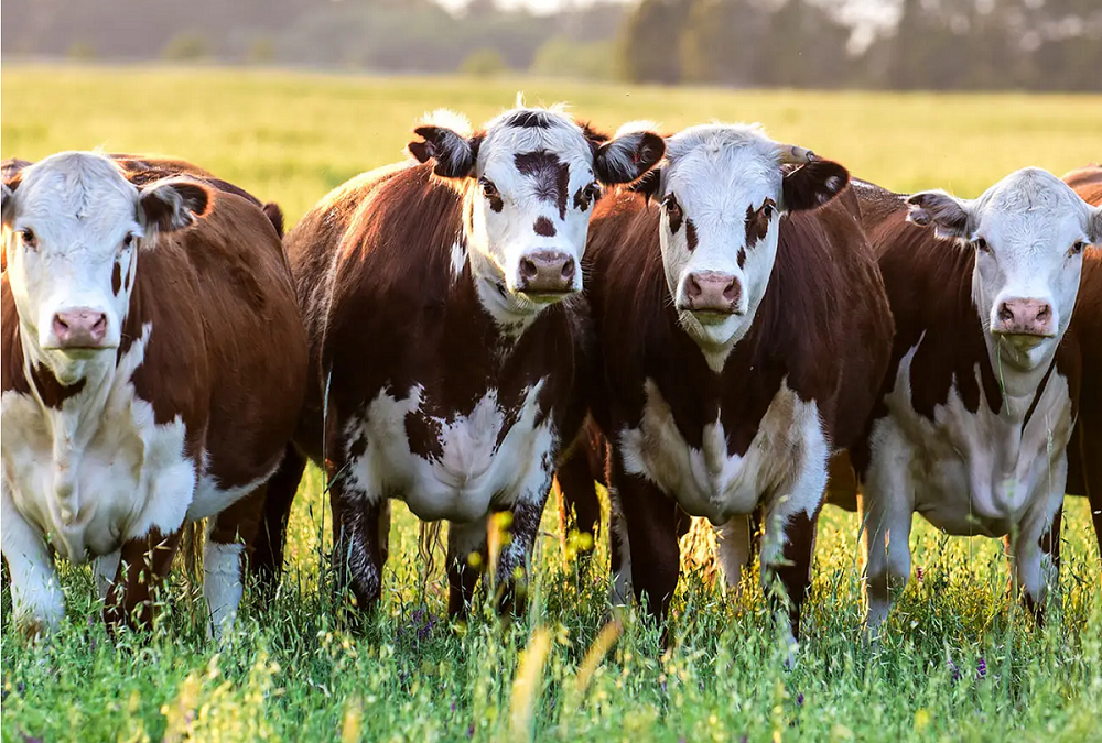 Faena de bovinos aumentó, aunque la ganadería tendría un bajo crecimiento en el año