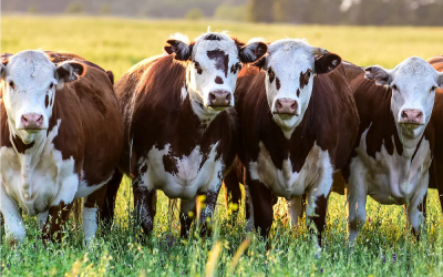 Faena de bovinos aumentó, aunque la ganadería tendría un bajo crecimiento en el año