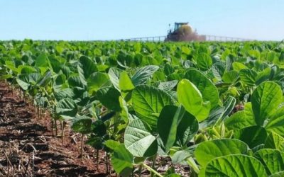 Condiciones climáticas podrían afectar rendimiento de cosechas​