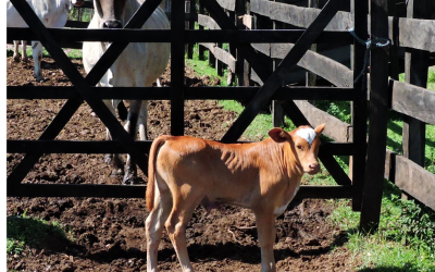 Los frigoríficos culminaron el primer trimestre con incrementos en su producción