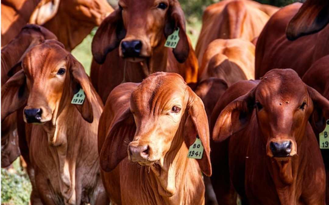 Faena en abril fue limitada por inundaciones en el Chaco​