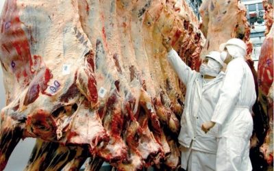 Faenamiento bovino repunta en mayo con aumento del peso promedio​