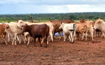 Ganadería estadounidense enfrenta presión ante posible apertura a la carne argentina
