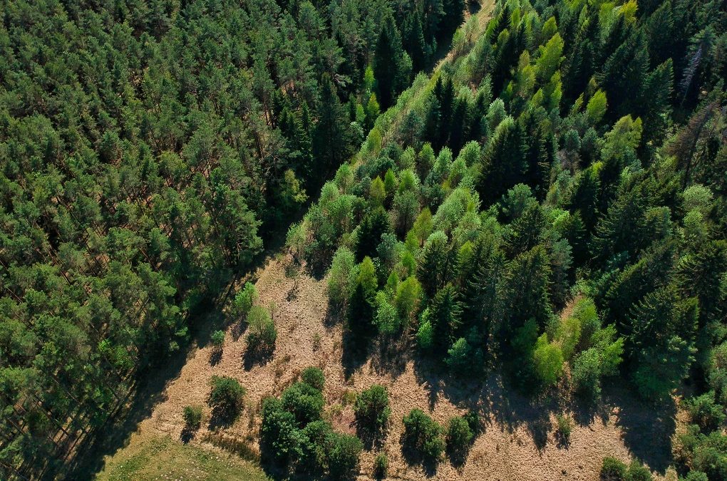 El sector forestal lidera las inversiones bajo la Ley 60/90 en julio