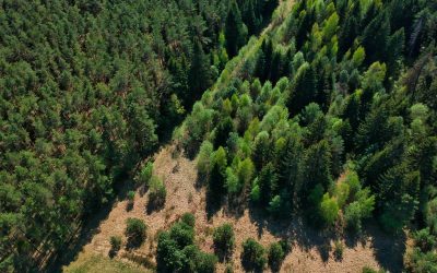 El sector forestal lidera las inversiones bajo la Ley 60/90 en julio