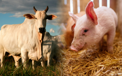 Faena brasileña muestra crecimiento en el segundo trimestre de 2025