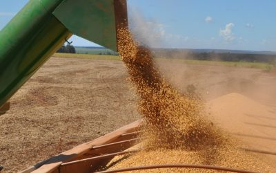 Zafra 2025/2026 cerraría con menores reservas globales de soja y maíz