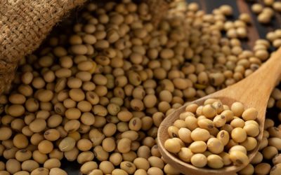 China refuerza compras de soja argentina y uruguaya