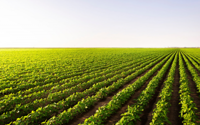 La industrialización de oleaginosas alcanza su mayor nivel de utilización en la década