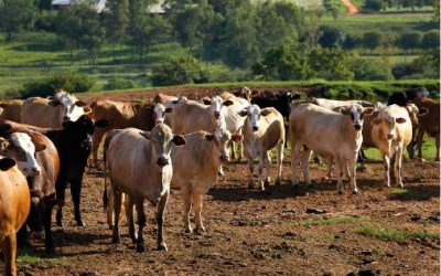 Primer trimestre del año sostiene crecimiento positivo de faenamiento de bovinos