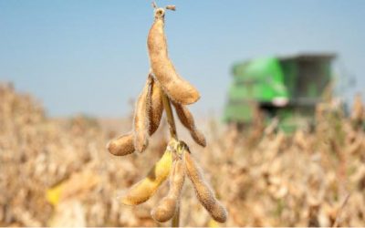 Proyecciones globales de soja son ajustadas leve