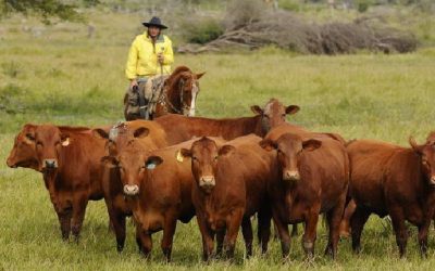 Faenamiento de bovinos se desacelera en comparación al primer trimestre