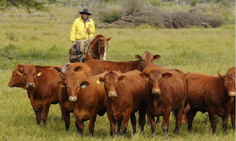 Faenamiento de bovinos se desacelera en comparación al primer trimestre