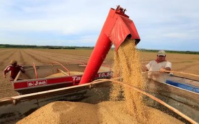 Ingresos por exportación de oleaginosas industrializadas se mantiene creciente