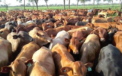 Faena bovina relativamente estable en 2025, con exportaciones lideradas por Chile