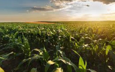 Revisión al alza de la oferta global de soja refuerza un escenario de abundancia en 2025/26