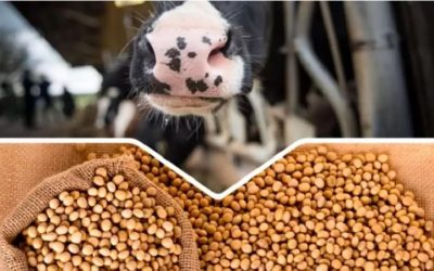 IMAEP crece pese a resultados negativos en soja y carne bovina​