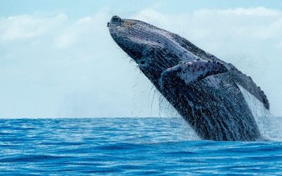 En el océano de las generaciones: ¿brechas o puentes?