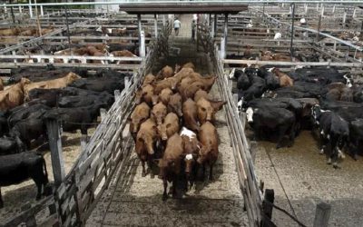 Faena bovina cae en enero 2026 mientras que el rendimiento por animal mejora​