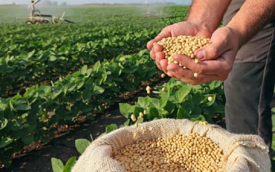 Proyección de producción mundial de soja se ajusta a la baja, la de Paraguay se mantiene