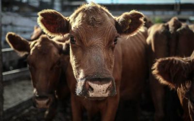 Exportación de carne bovina se mantiene por debajo de lo registrado hace un año