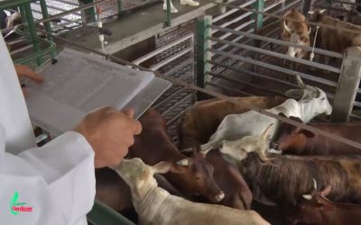 Retroceso en faenamiento genera reducción interanual de producción de carne