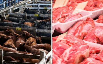 Repunte de producción de carne es impulsado por mayor peso promedio